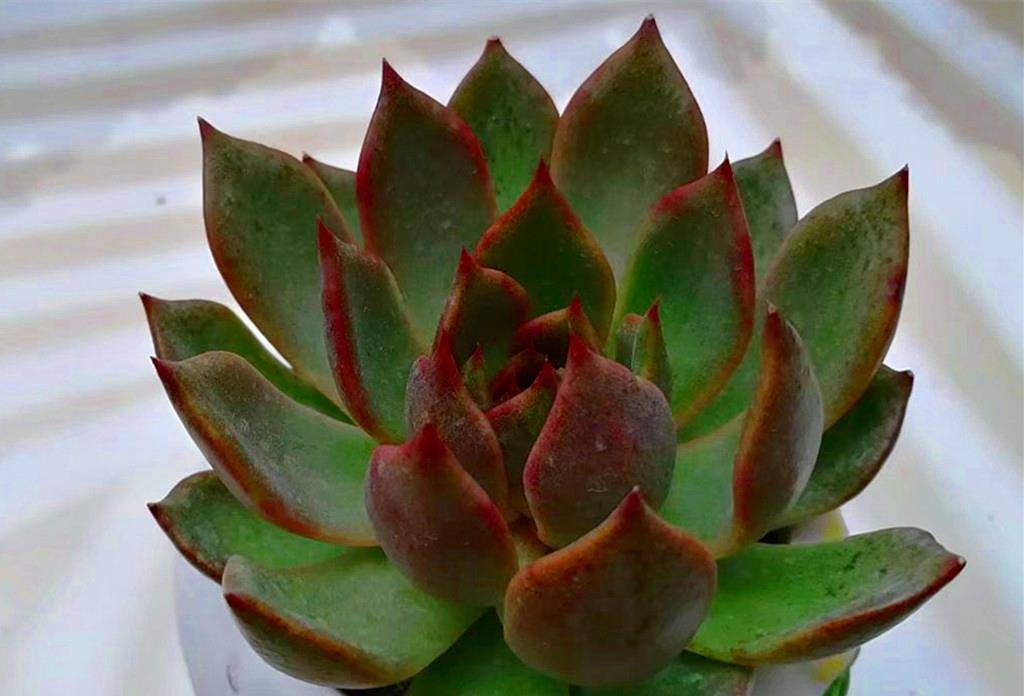 多肉怎么样才上色 4aefe0b845ac4b63aaf1445e31d17798.jpeg