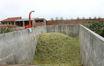 企业|泓农生物|遭遇干旱,青贮饲料让我减产不减收入