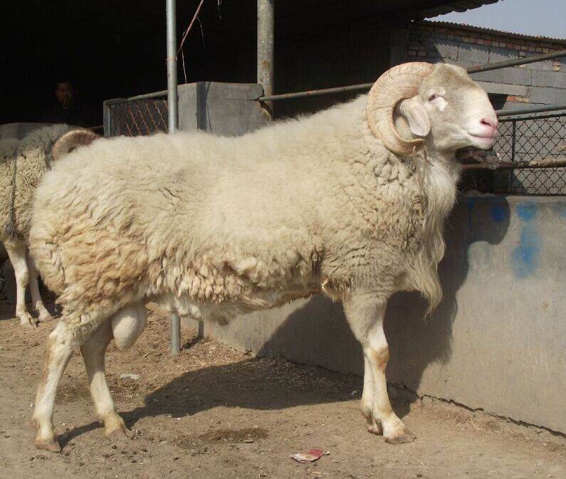 原创羊拉肚子是什么原因造成的羊拉肚子怎么治疗注意这三种原因