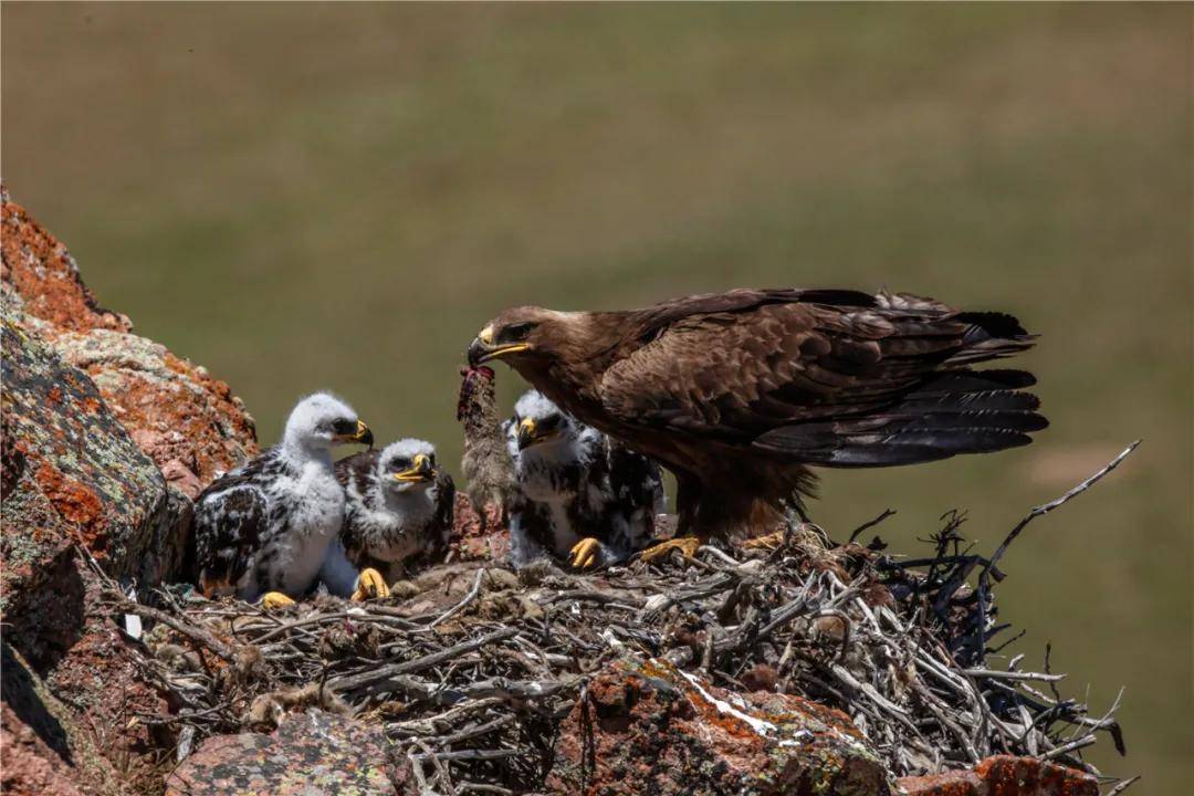 党彤老师又有新作品,蹲守深山25天,记录下金雕成长过程_塔城