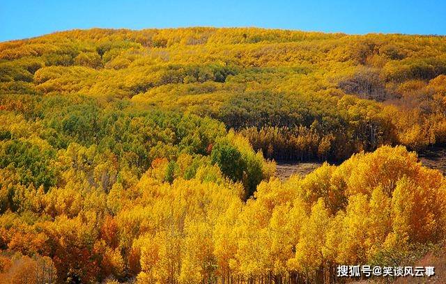 世界最古老的树葡萄 c6595e7951da4f81bac0f4193a377b8c.jpeg