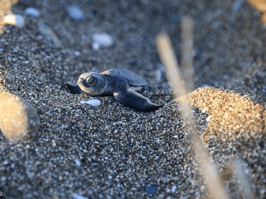 土耳其海龟宝宝刚被孵出 奋力前行爬向大海