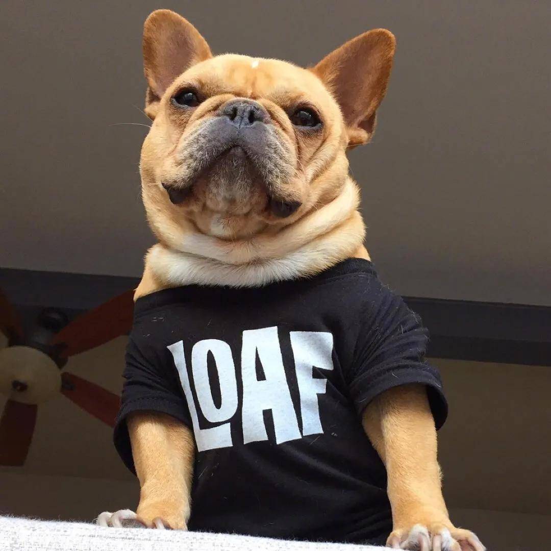 原创狗狗七岁就已经到了中年高质量的长久陪伴一定离不开这几点