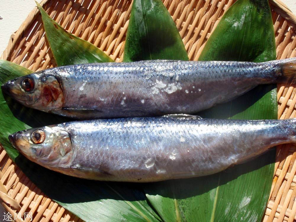 原創美國海灘20條鯊魚狂吃鯡魚!為何都北遷?生物圈或將重新洗牌?