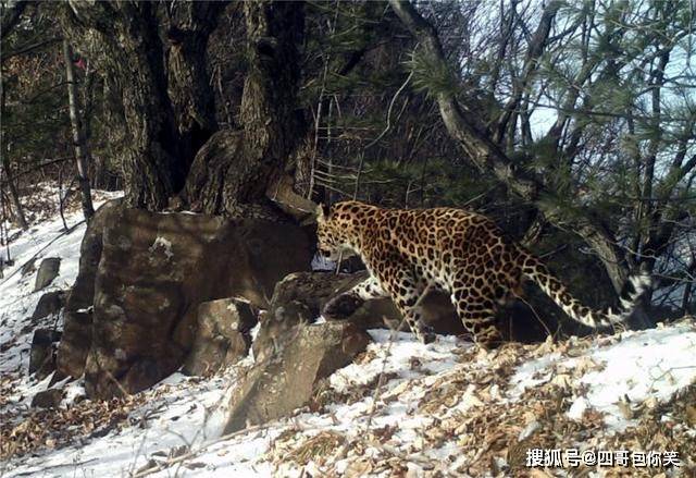 西太行发现一只华北豹，右前肢受伤严重，经证实确为村民设套所伤