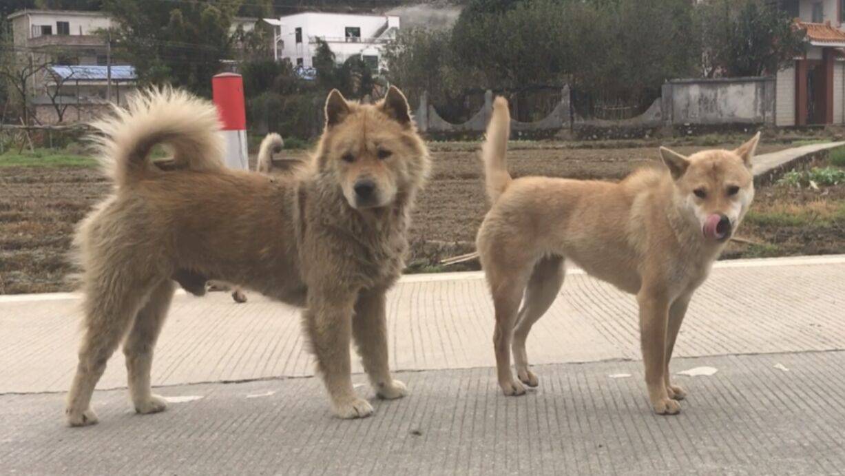 原生中華田園犬的繁衍和偏見有地方狗多氾濫有些地方一狗難求