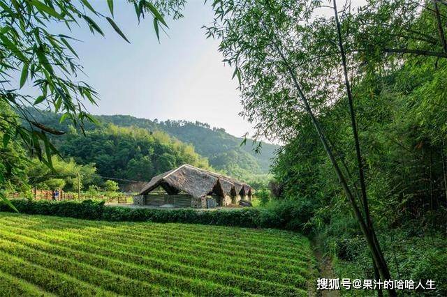 杭州这个农场被《纽约时报》评为最美猪圈，里面的猪会听锣