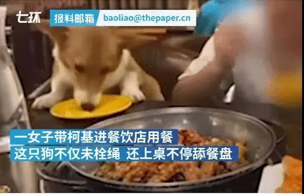 事件|带宠物狗进餐厅，还让它上桌舔餐盘？？