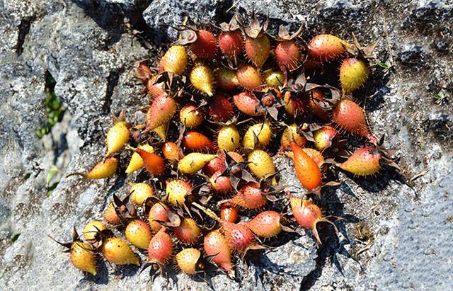 原创这野果现在正当季,浑身是刺,1斤30元,泡酒很滋补,营养又美味