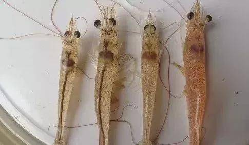 产品|为什么对虾肝脏容易发病?这些不明白你会后悔的!