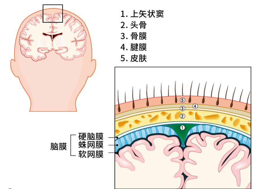 太空中被重塑的大腦