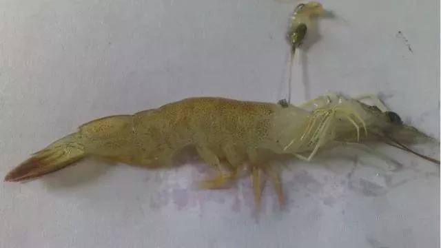 产品|为什么对虾肝脏容易发病?这些不明白你会后悔的!