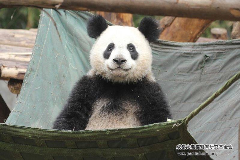 成都大熊猫繁育研究基地一只大熊猫因长相潦草走红!