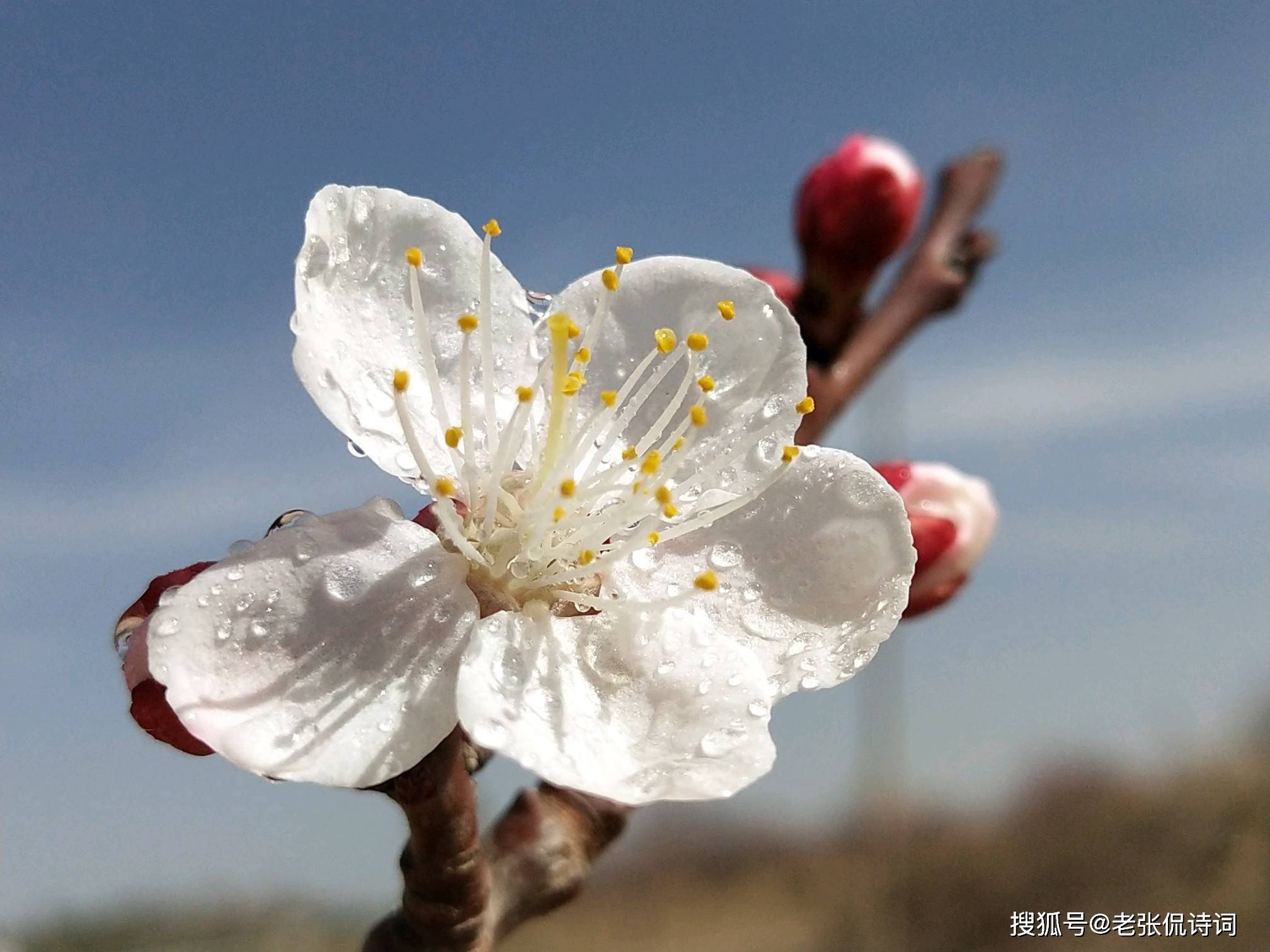 红杏枝头春意闹的全诗的意思 057ed7c7a7604d2d9e0565096fcad8af.jpeg