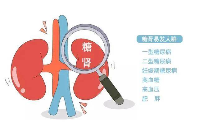 肾脏|糖肾治疗 ▏干细胞与肾脏组织的修复和再生
