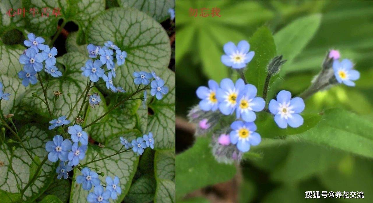 叶子斑斓的心叶牛舌草 花朵和勿忘我很相似 还能养成盆栽 草本植物