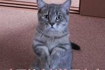 猫咪|猫界的“5朵金花”，便宜好养又可爱，有你家主子吗？