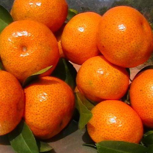 功效|末伏到，医生:高血糖人群益吃这“三瓜”、“三果”、“三汤”血糖绕道走