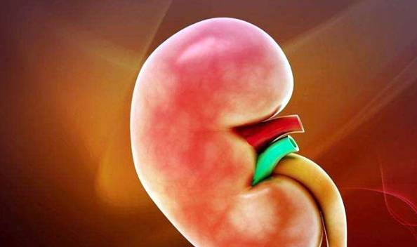 类人|尿毒症最喜欢“缠上”这4类人，做4事戒3物，肾脏一天比一天年轻