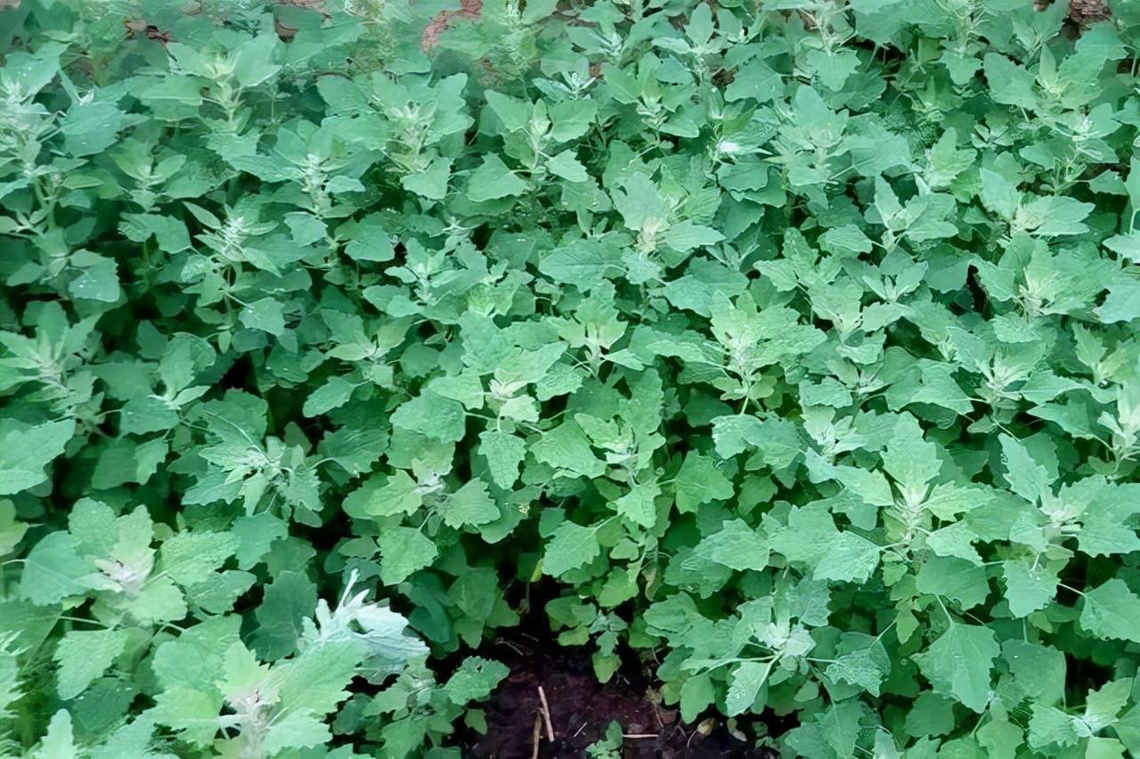 皮肤|路边一种常见野菜专治湿疹，用水一煮即可变成湿疹克星