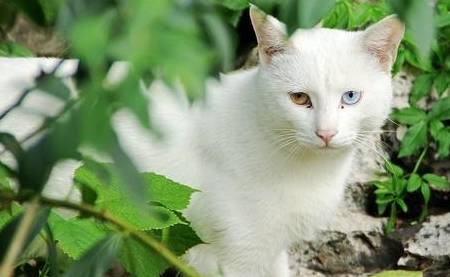 猫咪|猫界的“5朵金花”，便宜好养又可爱，有你家主子吗？