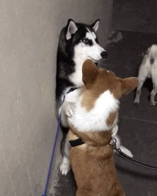 什么|最怂哈士奇害怕柯基,用爪子捂住柯基的眼,二哈:大哥有话好好说