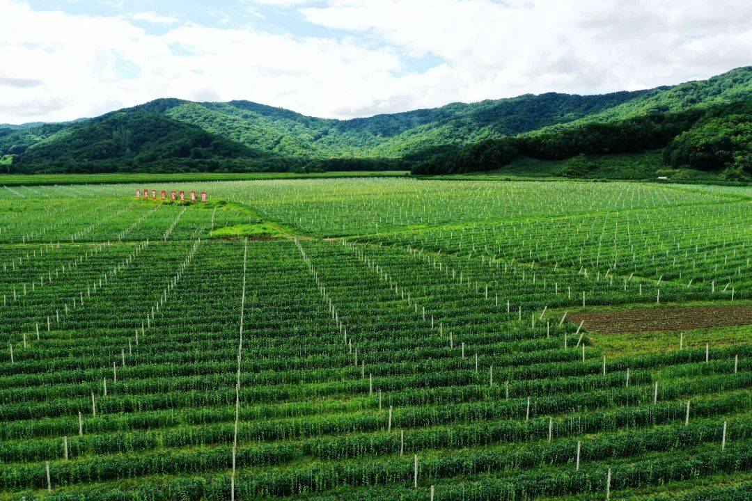 永丰村长白山道地药材种植基地