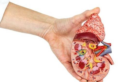 治疗|肾结石多喝水可以排出来？了解这些事，再做决定也不迟