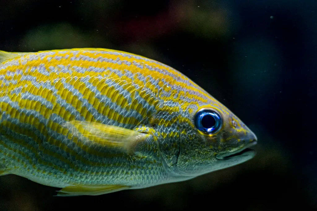 鱼的眼睛结构与人眼十分相似,同样都有角膜,晶状体,视网膜等结构.