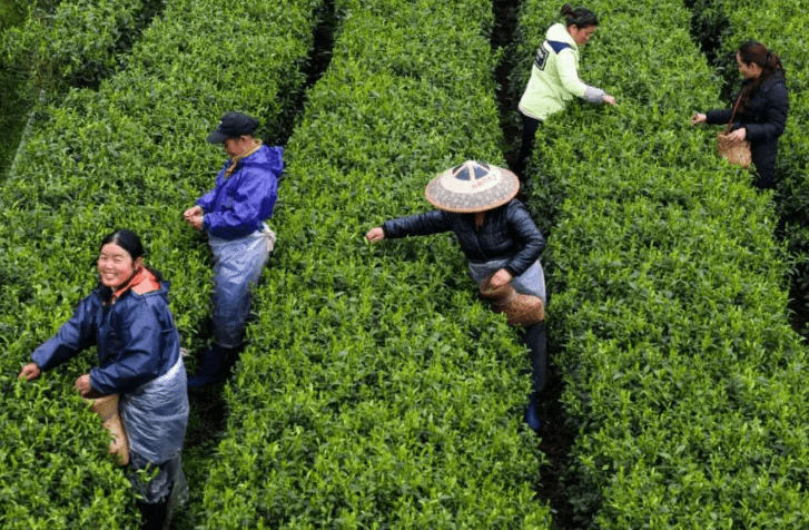 乡村采茶短剧，茶香四溢的田园故事