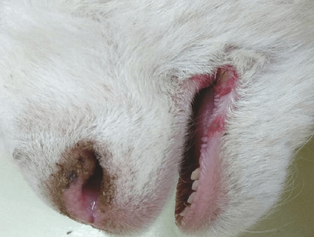 原创羊口蹄疫什么症状和表现羊五号病咋预防羊五号病最佳治疗方法