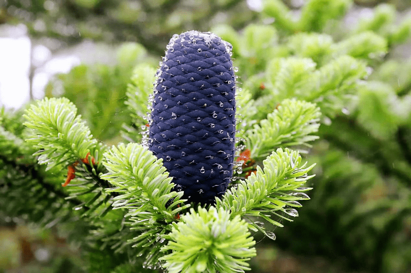 生物多样性急尖长苞冷杉轿子山最常见伴你左右的好朋友