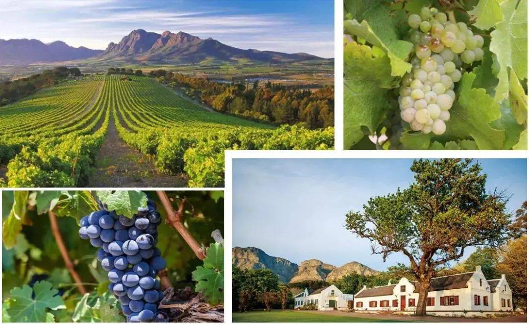 葡萄|非凡南非 | 2021南非葡萄酒中国巡展报名火热进行中