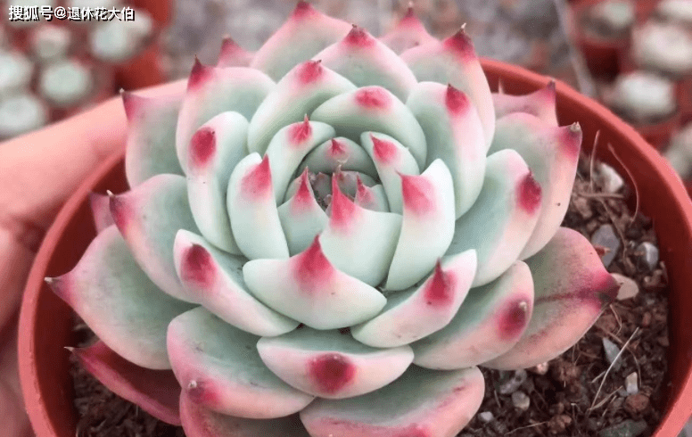 养多肉植物吉娃娃，抓住这3点，盆栽显贵气，特美！_手机搜狐网