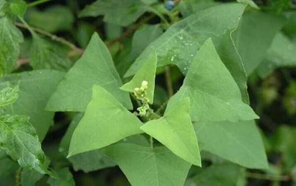白白浪费天然资源,但也有些品种的植物它们本身具有极其珍贵的价值