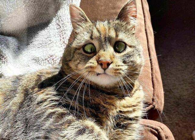 狸花猫外表有缺陷被嫌弃,女子无视缺陷收养,令它成为万人迷!