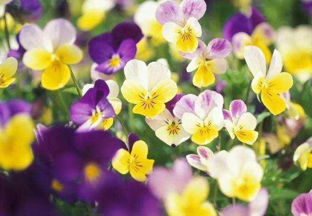 三色堇花期 e0cc90bfd47348f79d63f7556132a4b0.jpeg