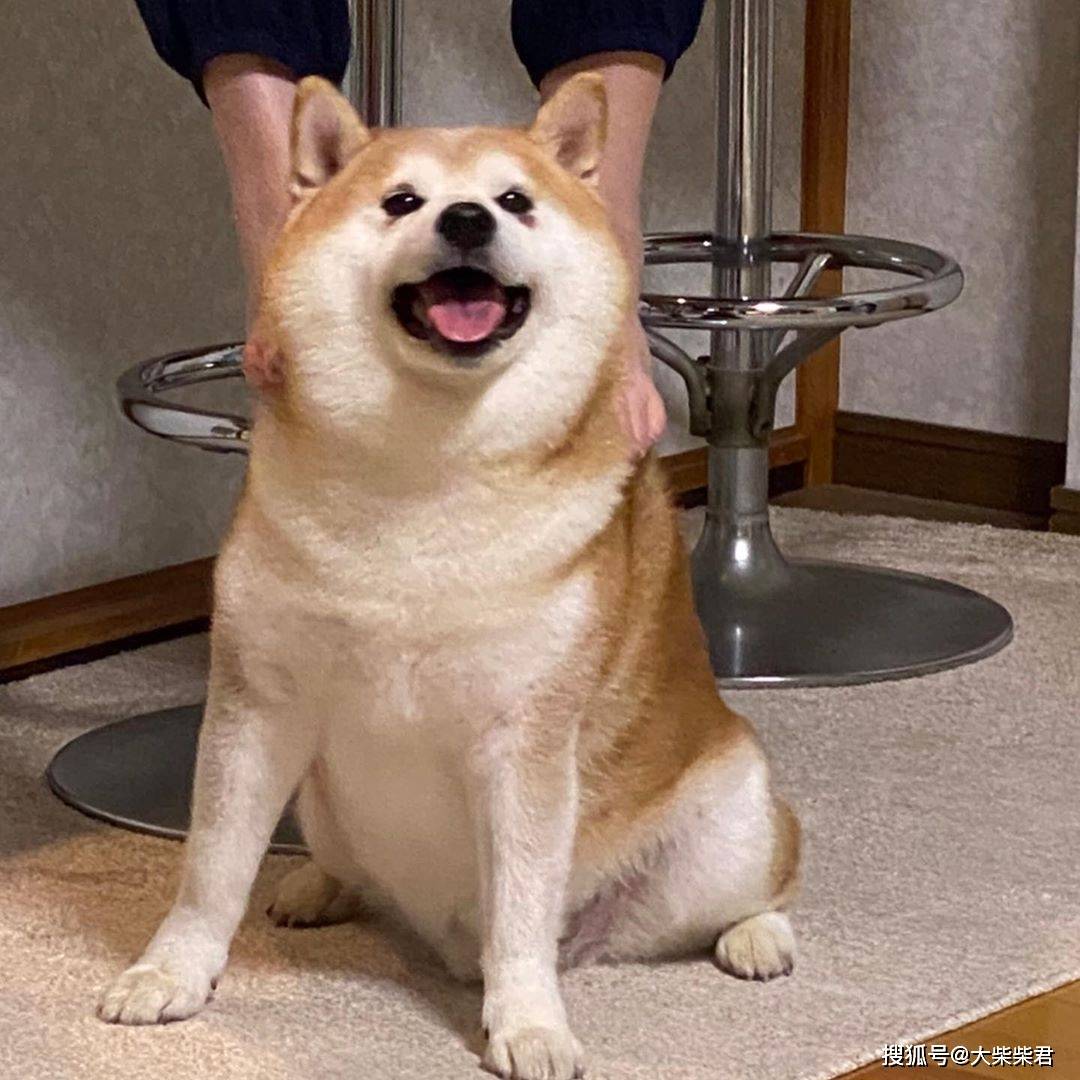 柴犬耳朵大就一定是广西土猎串吗？不！他可能在尴尬期！_搜狐网