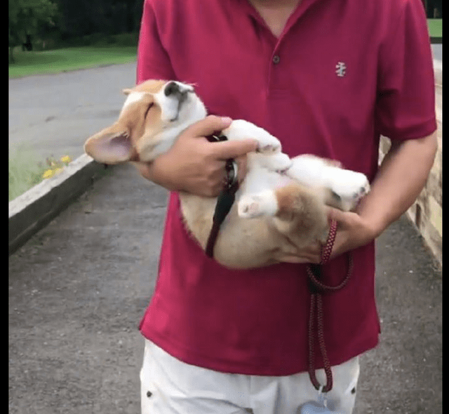 眼睛|柯基只要一出门散步,就倒地呼呼大睡起来,这是装睡不想走路吧!