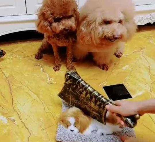 泰迪不聽話常犯錯, 掌握這五個訓練技能, 瞬間比小綿羊還乖! 萌趣萌寵 第3张