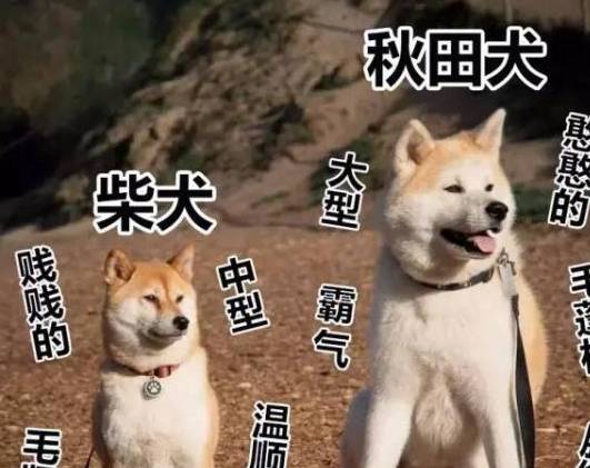 妹子你啥好狗不养 竟养一只秋田犬 遛狗时候秒变女汉子了吧 柴犬