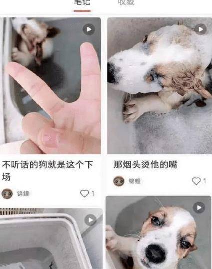 事情|?“洗衣机柯基”遭虐待,宋祖儿等3位明星发声,至今未找到施暴者