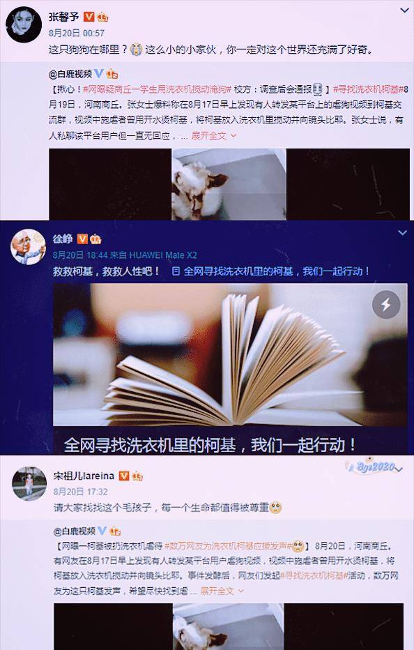 事情|?“洗衣机柯基”遭虐待,宋祖儿等3位明星发声,至今未找到施暴者