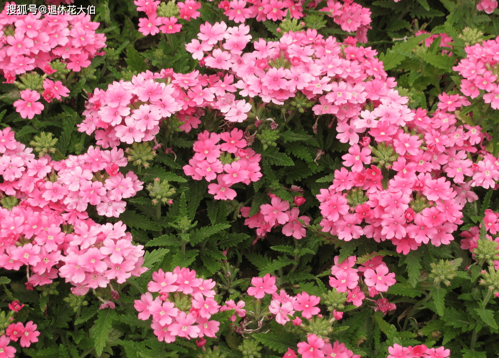 盆栽花推荐耐旱 4aaf4c1d43864b06b2792a27ef4e5ab4.png