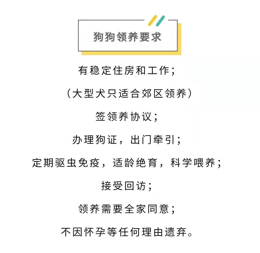 进行|养狗前需要知道哪些？行内人列出以下几点