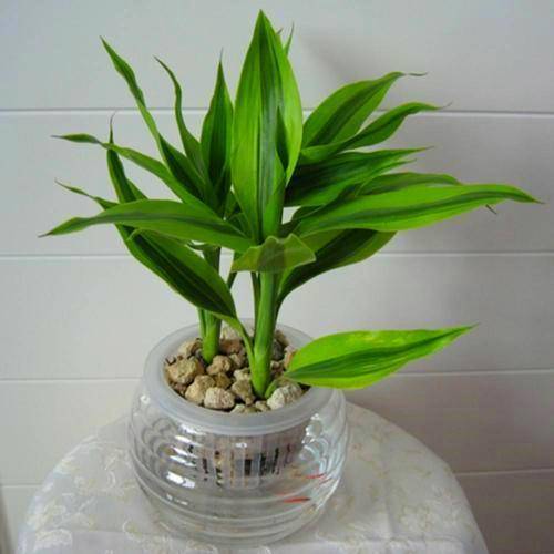 富贵竹几天喷一次水最佳 76eb42c8acbc403f9cab2ba16850eaf3.jpeg