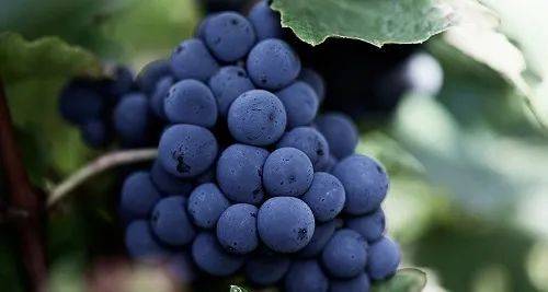 巅峰|硬核科普 | 为什么葡萄能打败所有水果登上酿酒巅峰?葡萄酒:拿来吧你!