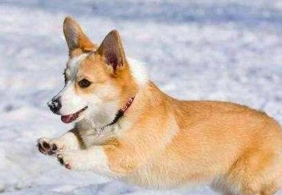 关键|商家才不会告诉你柯基犬纯不纯，关键看这5点，别被骗了！