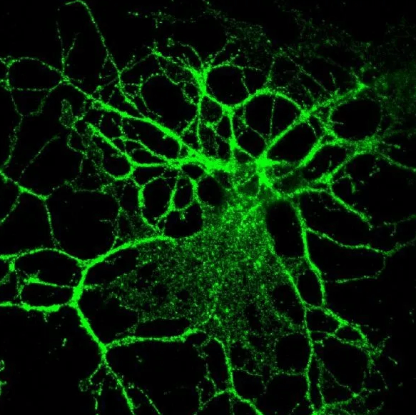 副作用|芝麻素——帮助缓解神经炎症