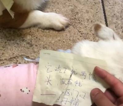 带着|两只狗散步回来，身上却都带着纸条，看到纸条上的字主人哭笑不得